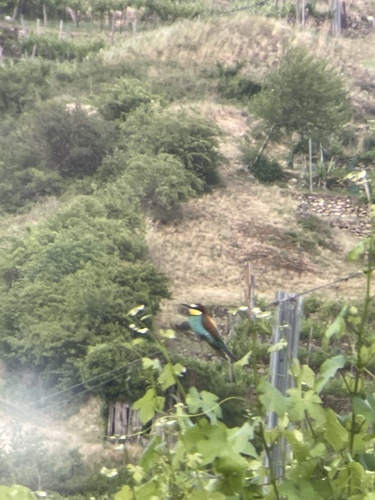 European Bee-eater