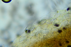 Psathyrella microrhiza