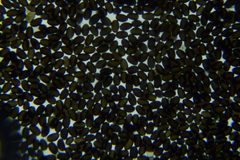 Psathyrella microrhiza