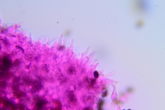 Psathyrella microrhiza