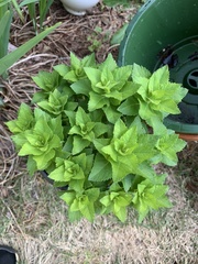 Platycodon grandiflorus