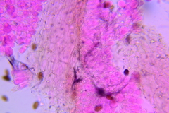 Psathyrella microrhiza