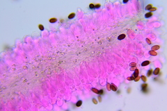 Psathyrella microrhiza