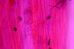 Psathyrella microrhiza