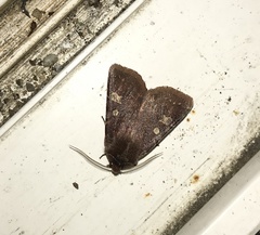 Cerastis tenebrifera