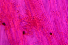 Psathyrella microrhiza