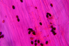 Psathyrella microrhiza