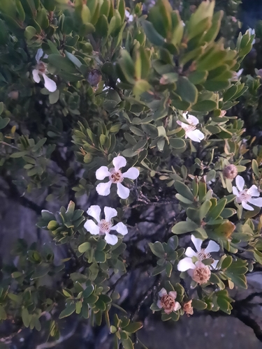 Leptospermum grandiflorum, photograph 1