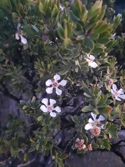Leptospermum grandiflorum