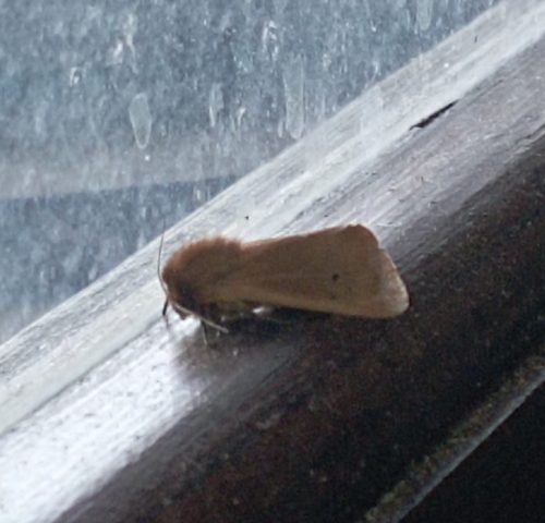 Ruby Tiger Moth