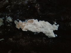 Rigidoporus obducens