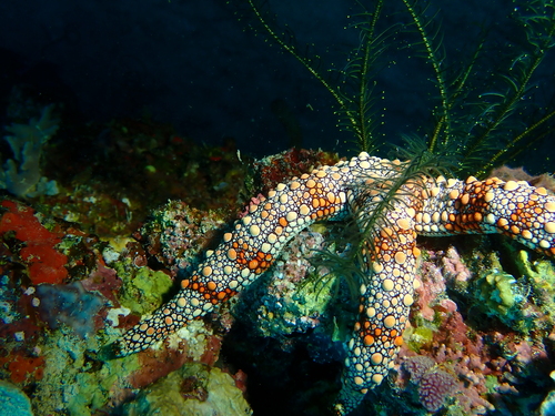 Bumpy sea star