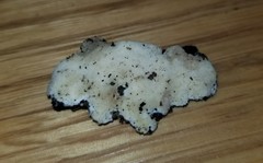 Rigidoporus obducens