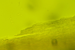 Rigidoporus obducens