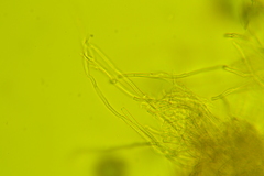 Rigidoporus obducens