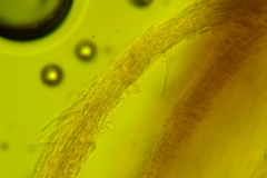 Rigidoporus obducens
