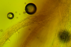Rigidoporus obducens