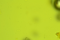 Rigidoporus obducens