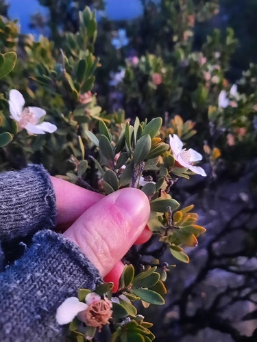 Leptospermum grandiflorum, photograph 2