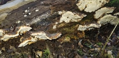 Trametes versicolor