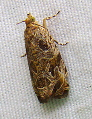 Olethreutes tilianum