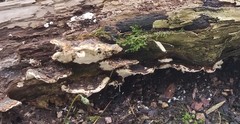 Trametes versicolor