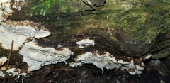 Trametes versicolor