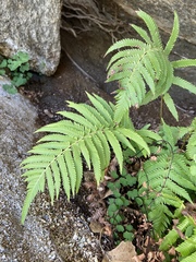 Pelazoneuron puberulum sonorense