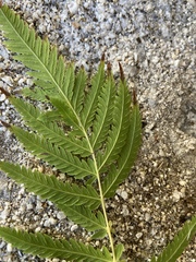 Pelazoneuron puberulum sonorense