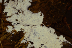 Hyphodontia arguta