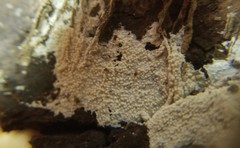 Hyphodontia arguta
