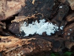 Hyphodontia arguta