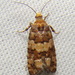 White Pine Coneborer Moth - Photo (c) Anita Gould, some rights reserved (CC BY-NC), uploaded by Anita Gould