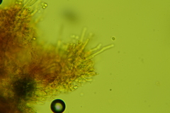 Hyphodontia arguta