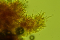 Hyphodontia arguta