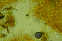 Hyphodontia arguta