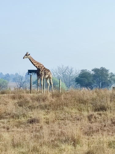 Southern Giraffe