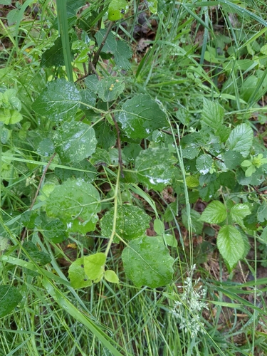 European aspen