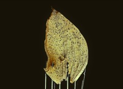 Phaeosphaeriopsis glaucopunctata