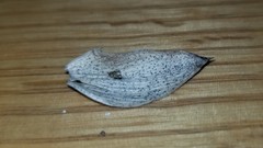 Phaeosphaeriopsis glaucopunctata