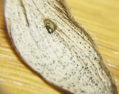 Phaeosphaeriopsis glaucopunctata