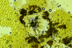 Phaeosphaeriopsis glaucopunctata