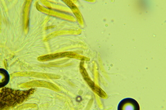 Phaeosphaeriopsis glaucopunctata