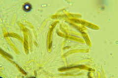 Phaeosphaeriopsis glaucopunctata