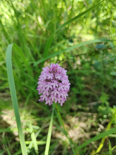 pyramidal orchid
