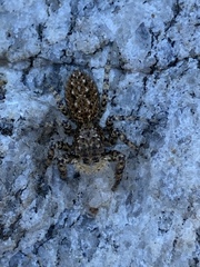 Platycryptus arizonensis