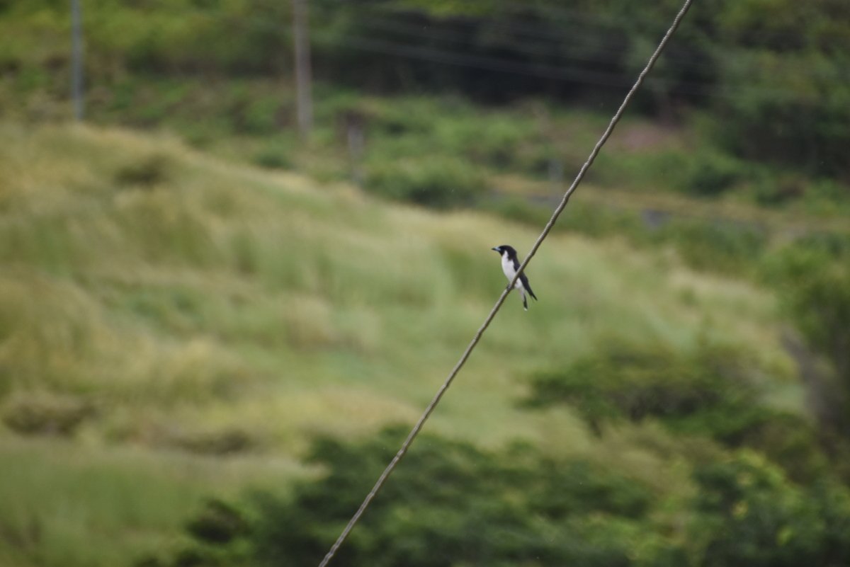 Fiji Woodswallow (Artamus mentalis), photo 3
