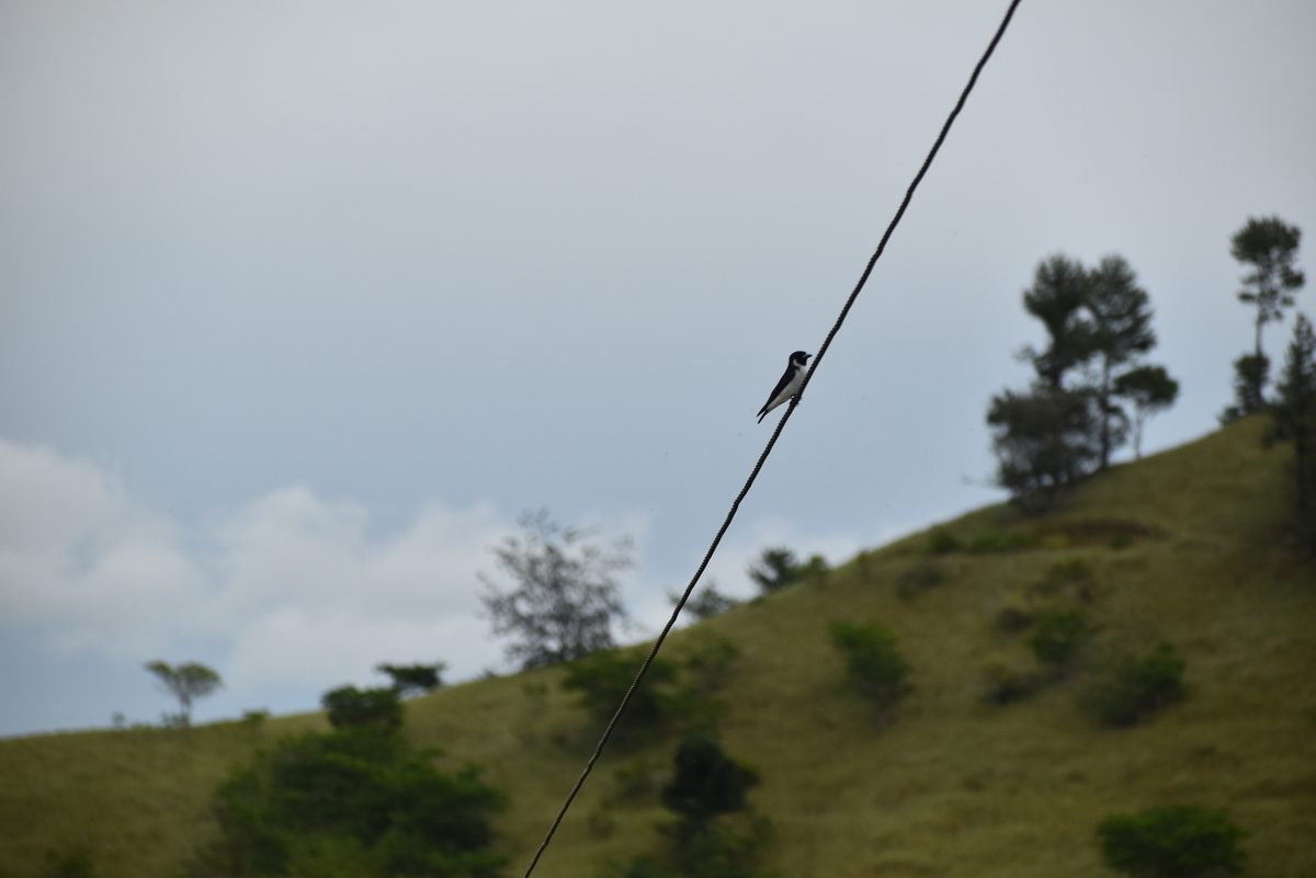 Fiji Woodswallow (Artamus mentalis), photo 4