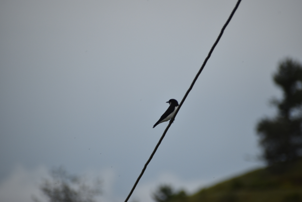 Fiji Woodswallow (Artamus mentalis), photo 10