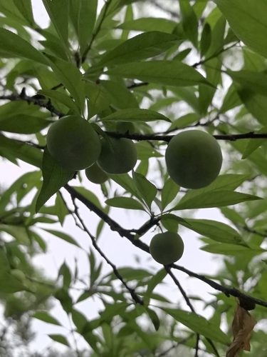 Prunus salicina observed 2026-05-31